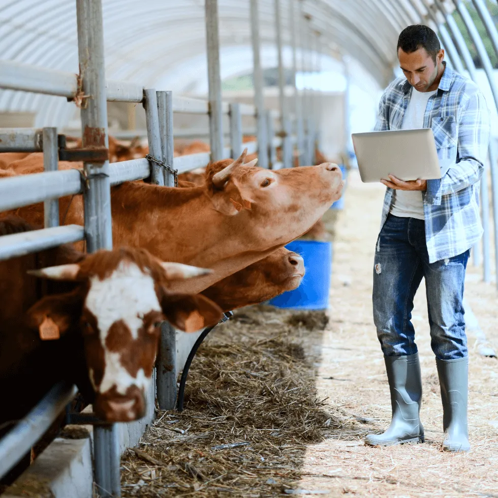 Can I Insure My Livestock Original 1