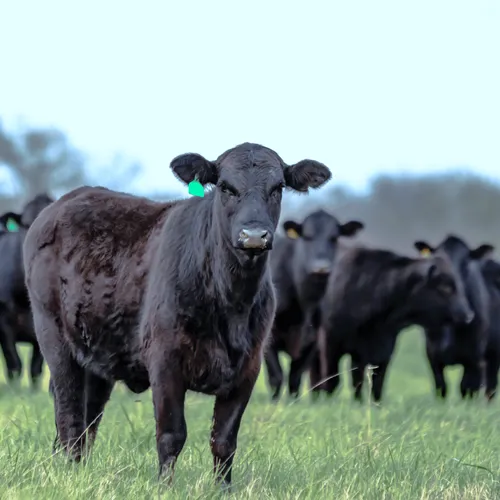 Livestock Original 1