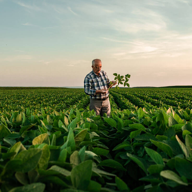 What Is Crop Insurance